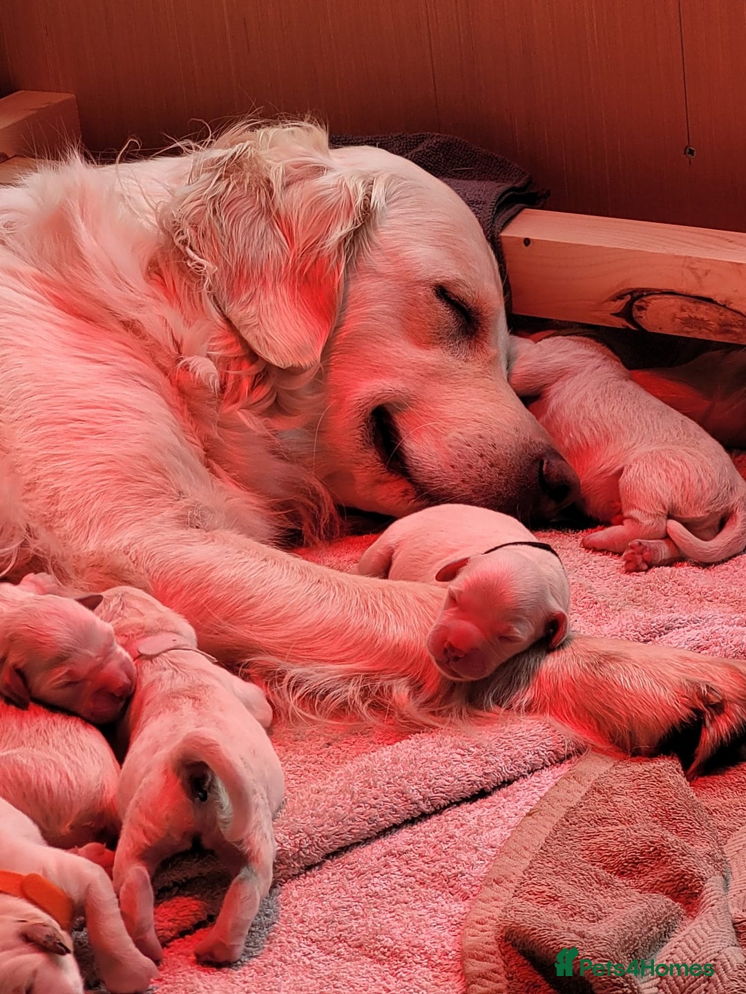 Golden Retriever dogs for sale: Golden Retriever Pups – First Class Homes Wanted - Image 15