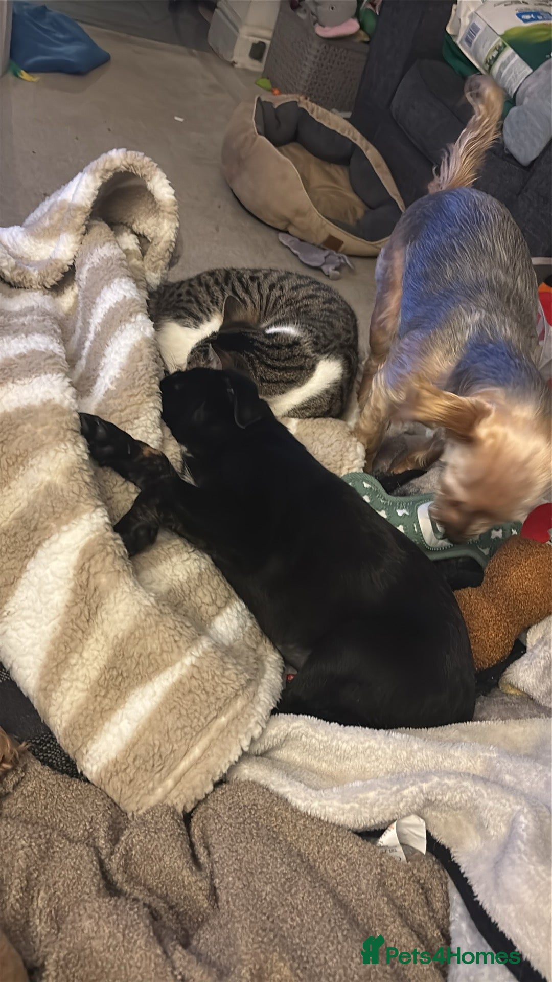 Mixed Breed dogs for sale: Female 9 week old lab x Akita for sale! - Advert 2