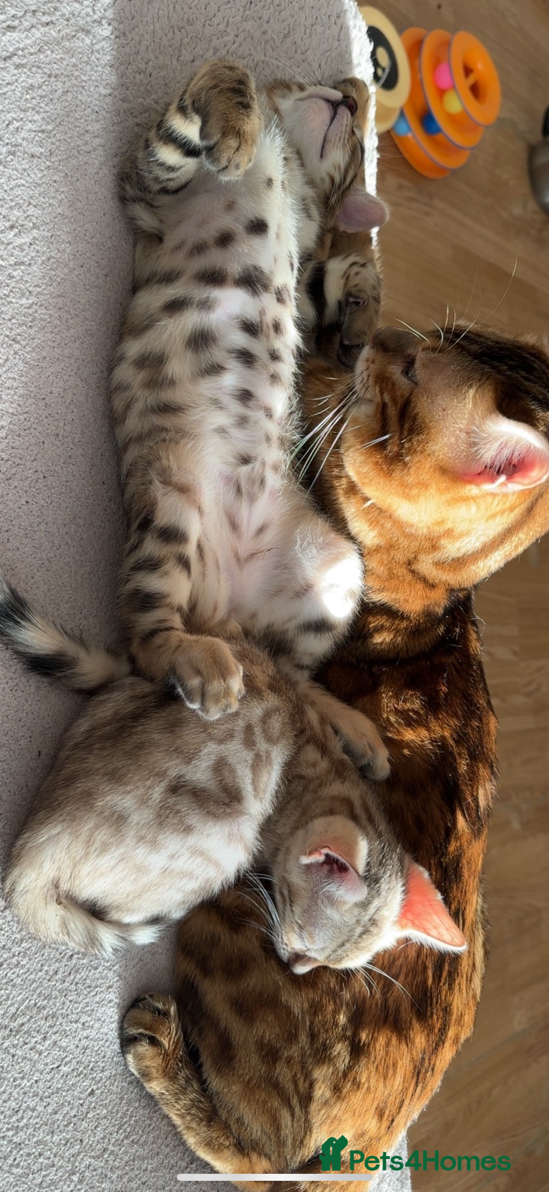 Bengal cats for sale: Pure Bred Bengals 1 BOY & 1 GIRL AVAILABLE!💓 - Advert 16