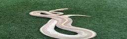 Python Snake reptiles for sale: Various Royal Pythons For Sale in Farnham - Advert 3
