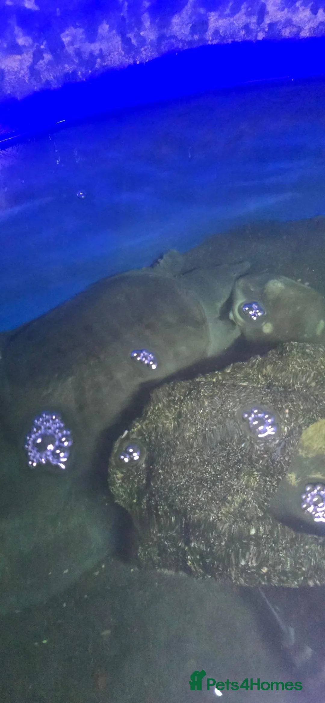Turtle reptiles for sale: Chinese Soft Shell Turtle  in London - Advert 2