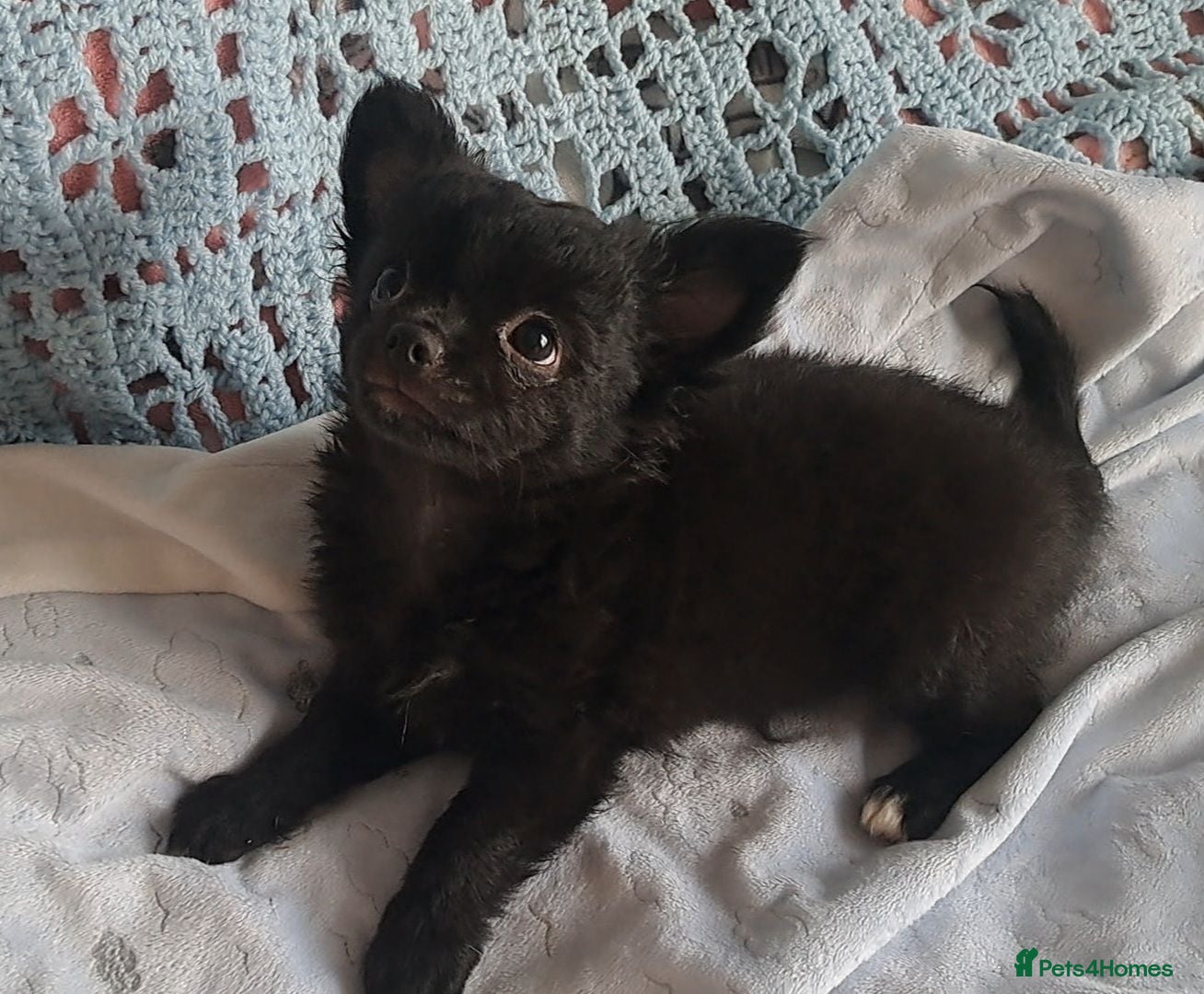 Chihuahua dogs Meet "Ernesto" last long coat chihuahua puppy - Advert 2