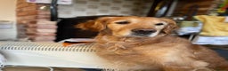 Golden Retriever dogs for sale: Beautiful Golden retriever puppies for sale  - Advert 10