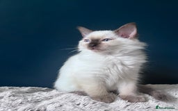 Ragdoll cats for sale: Pure breed ragdolls - Image 21