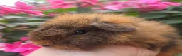Guinea Pig rodents for sale: Baby guinea pigs, 1 girl, 1 boy - Advert 13
