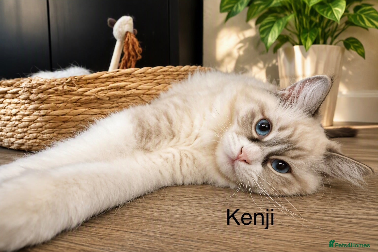 Ragdoll cats WORLD BEATIFUL RAGDOLL KITTEN / FIFE - Advert 2