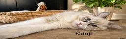 Ragdoll cats for sale: LAST AMAZING RAGDOLL KITTEN / FIFE - Advert 18