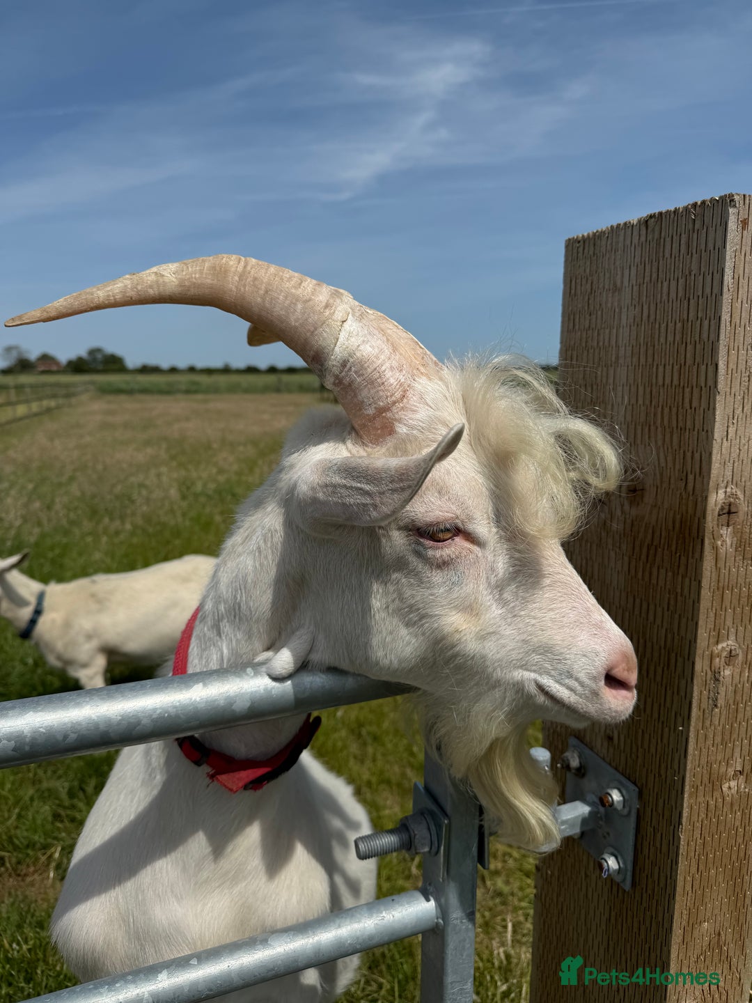 Goats livestock for sale: Saanen Billy Goat - Advert 2