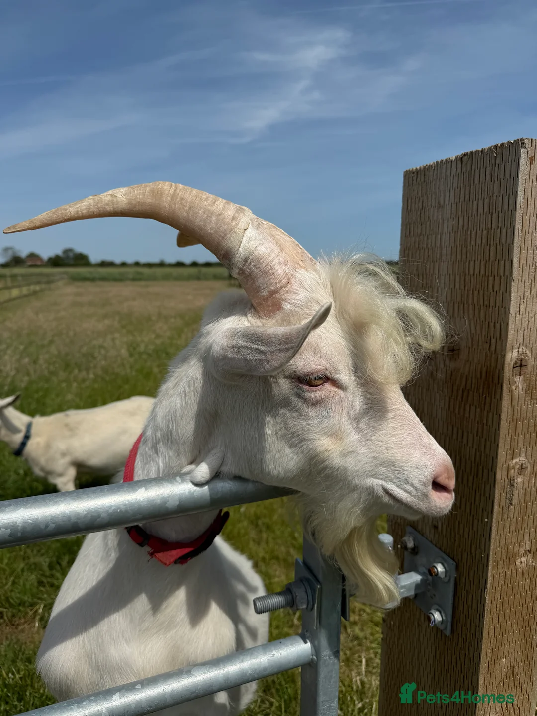 Goats livestock for sale: Saanen Billy Goat - Advert 2