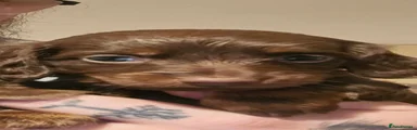 Miniature Dachshund 1