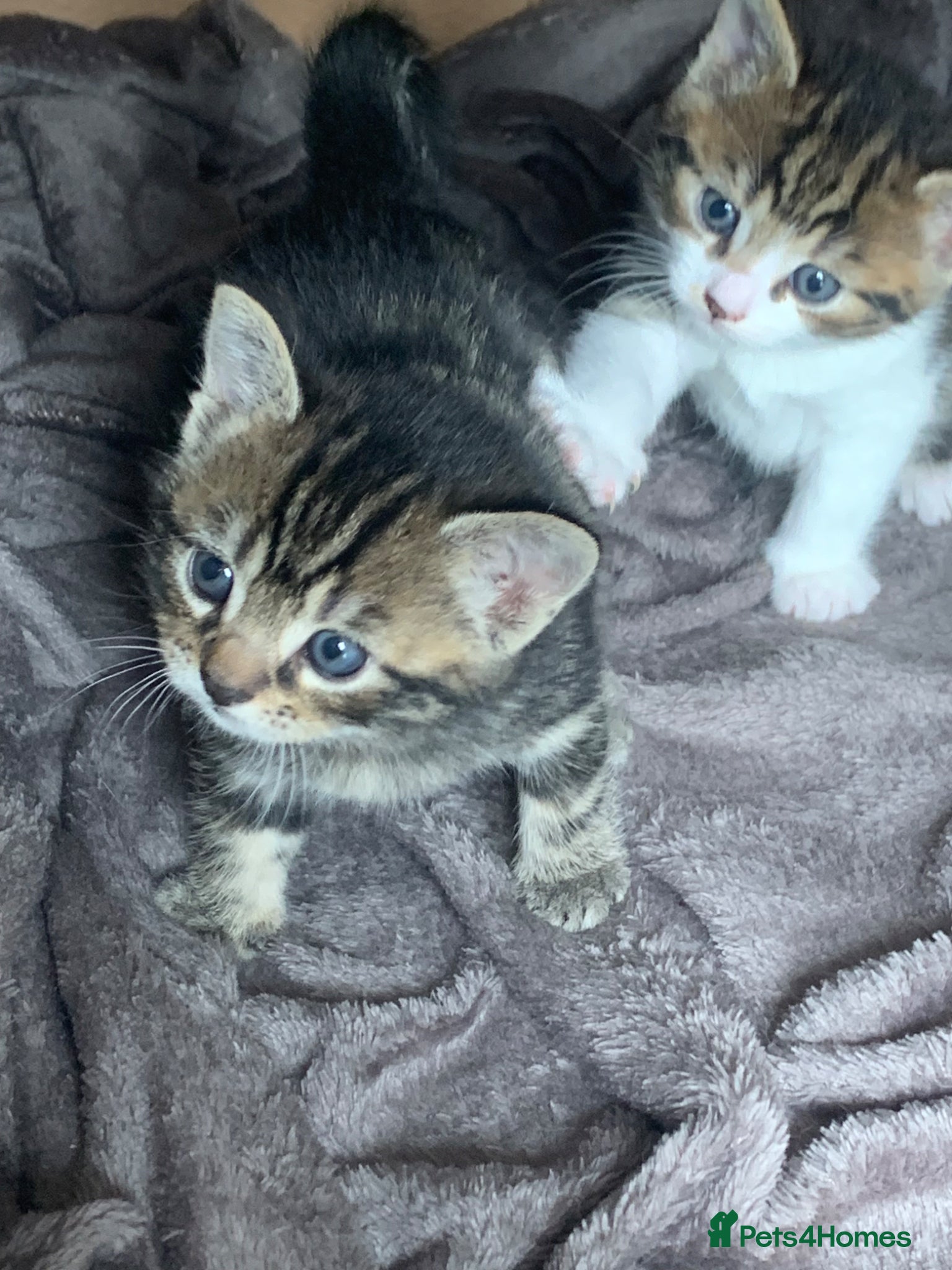 Mixed Breed cats for sale: Shorthair Tabby’s mixed breed in Solihull - Advert 3
