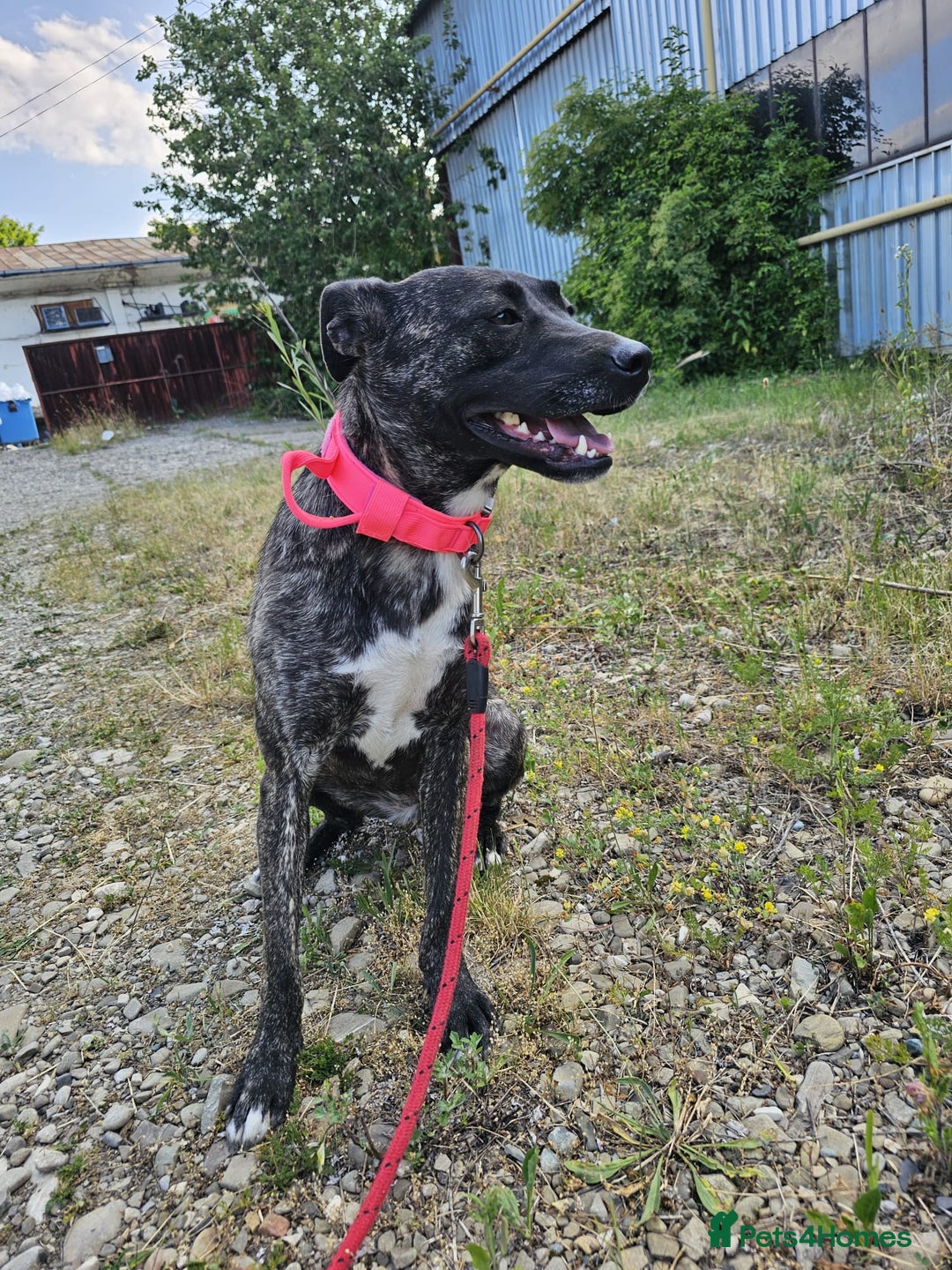 Mixed Breed dogs for adoption: A Beautiful and Gentle Girl - for a Loving Home - Image 1