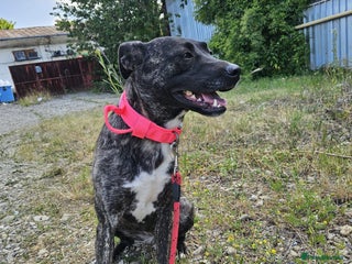 Mixed Breed dogs - Advert 5