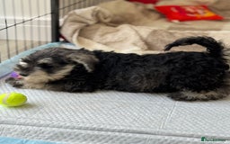 Miniature Schnauzer dogs for sale: Beautiful boy looking for his home !  - Image 5