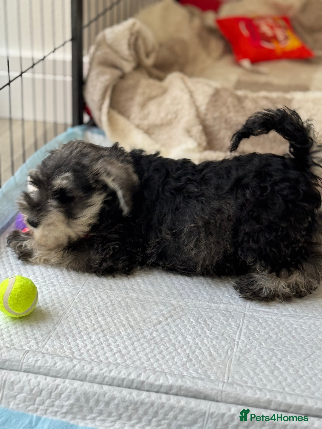 Miniature Schnauzer dogs for sale: Beautiful boy looking for his home !  - Image 5