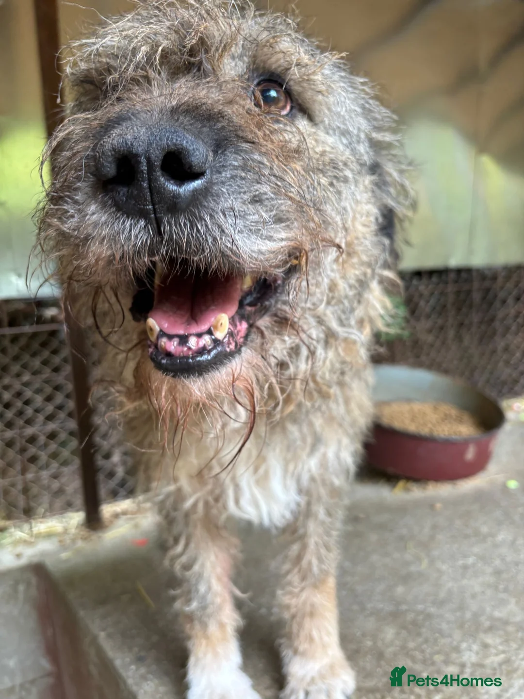 Mixed Breed dogs for adoption: 10 year old Fionn needs a retirement home  - Advert 6