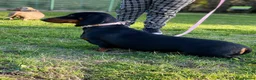 Miniature Dachshund dogs for sale: Miniature Dachshunds  - Advert 10
