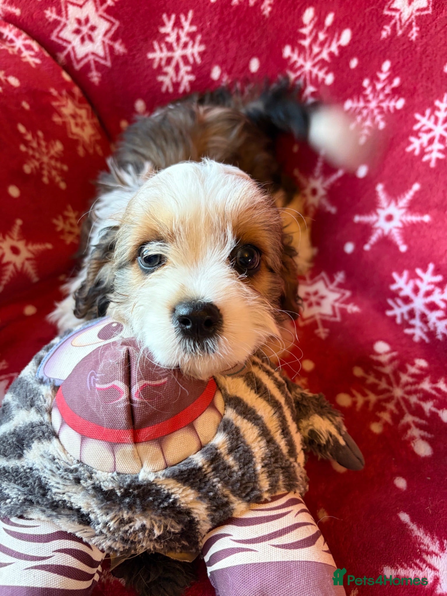 Cavalier King Charles Spaniel dogs Beautiful Cavalier King Charles Puppies for Sale - Advert 1