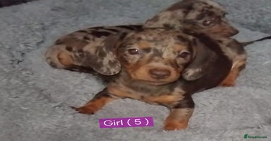 Miniature Dachshund dogs - Advert 12