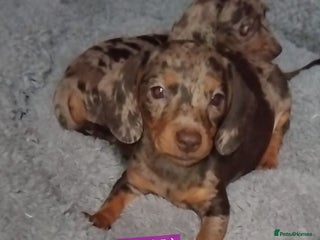 Miniature Dachshund dogs - Advert 3