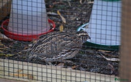 Quail poultry for sale: 3 Coturnix Quail - 1x Female, 2x Male - Advert 3
