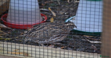 Quail poultry 3 Coturnix Quail - 1x Female, 2x Male - Advert 1