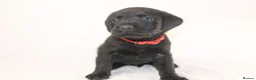 Labrador Retriever dogs for sale: 🐾🧡 BEAUTIFUL WORKING LABRADOR PUPPIES 🧡🐾 - Advert 14