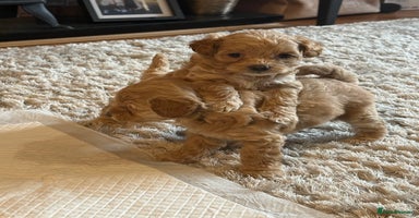 Maltipoo dogs - Advert 10