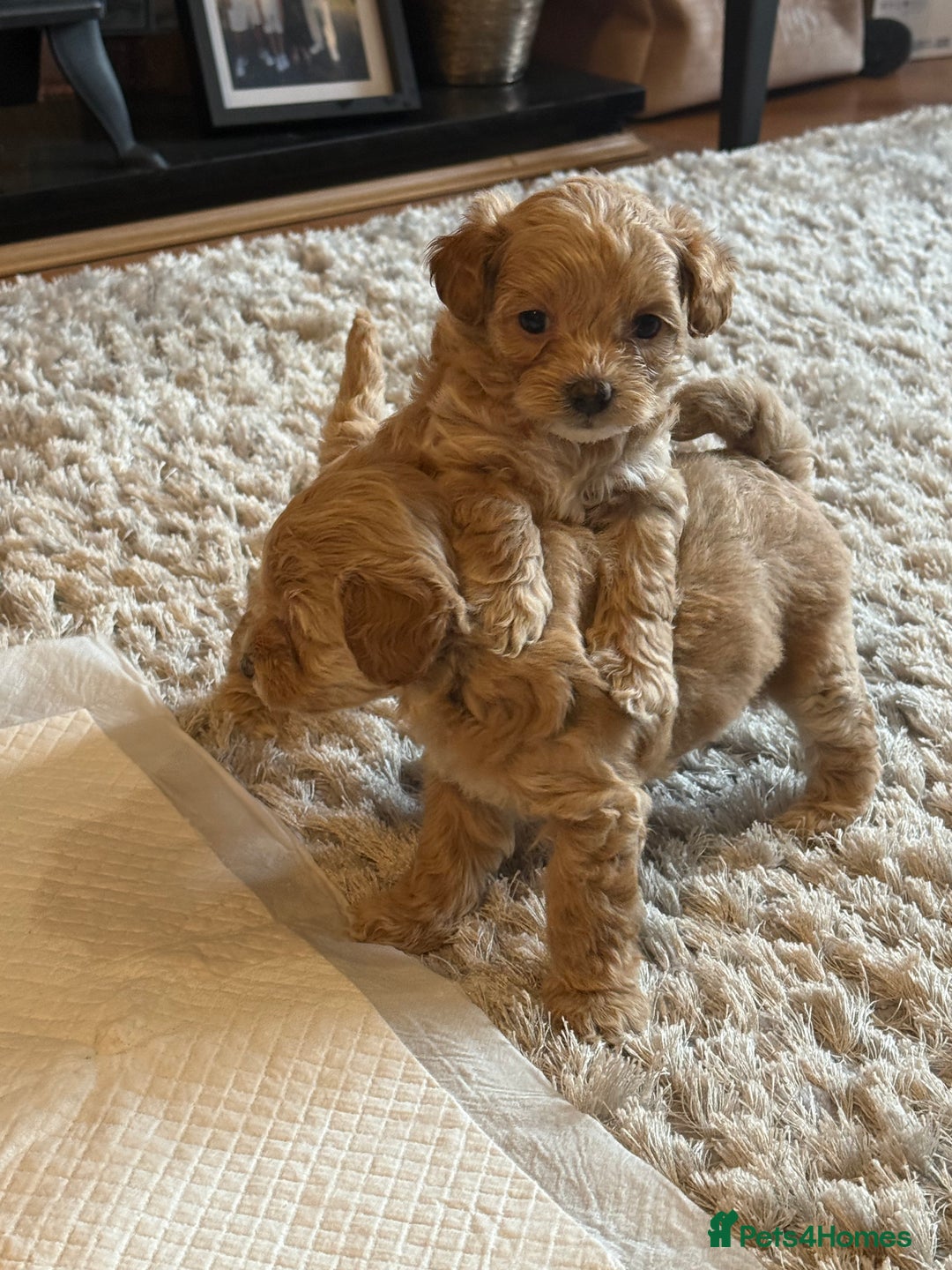 Maltipoo dogs for sale: Real life teddy bear f1 Maltipoos ❤️💥 - Image 1