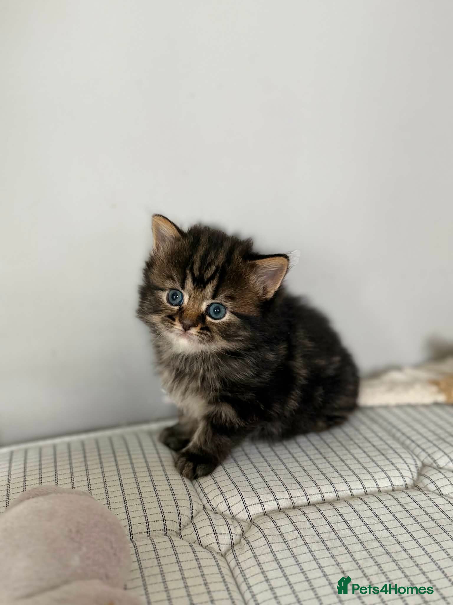 Mixed Breed cats for sale: 3 Little kittens  in Basildon - Advert 8