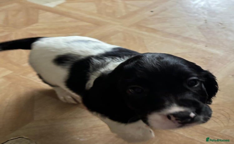 Sprocker dogs - Advert 5