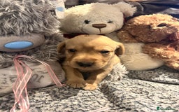 Labrador Retriever dogs for sale: Beautiful fox red and yellow lab puppies  - Image 10