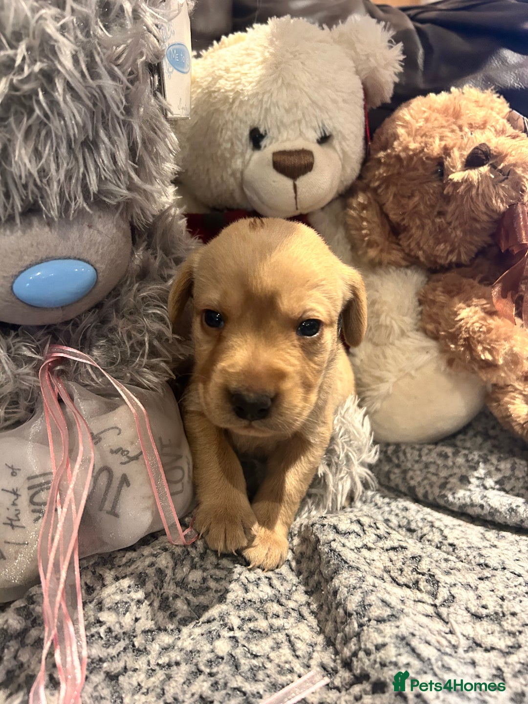 Labrador Retriever dogs for sale: Beautiful fox red and yellow lab puppies  - Image 10