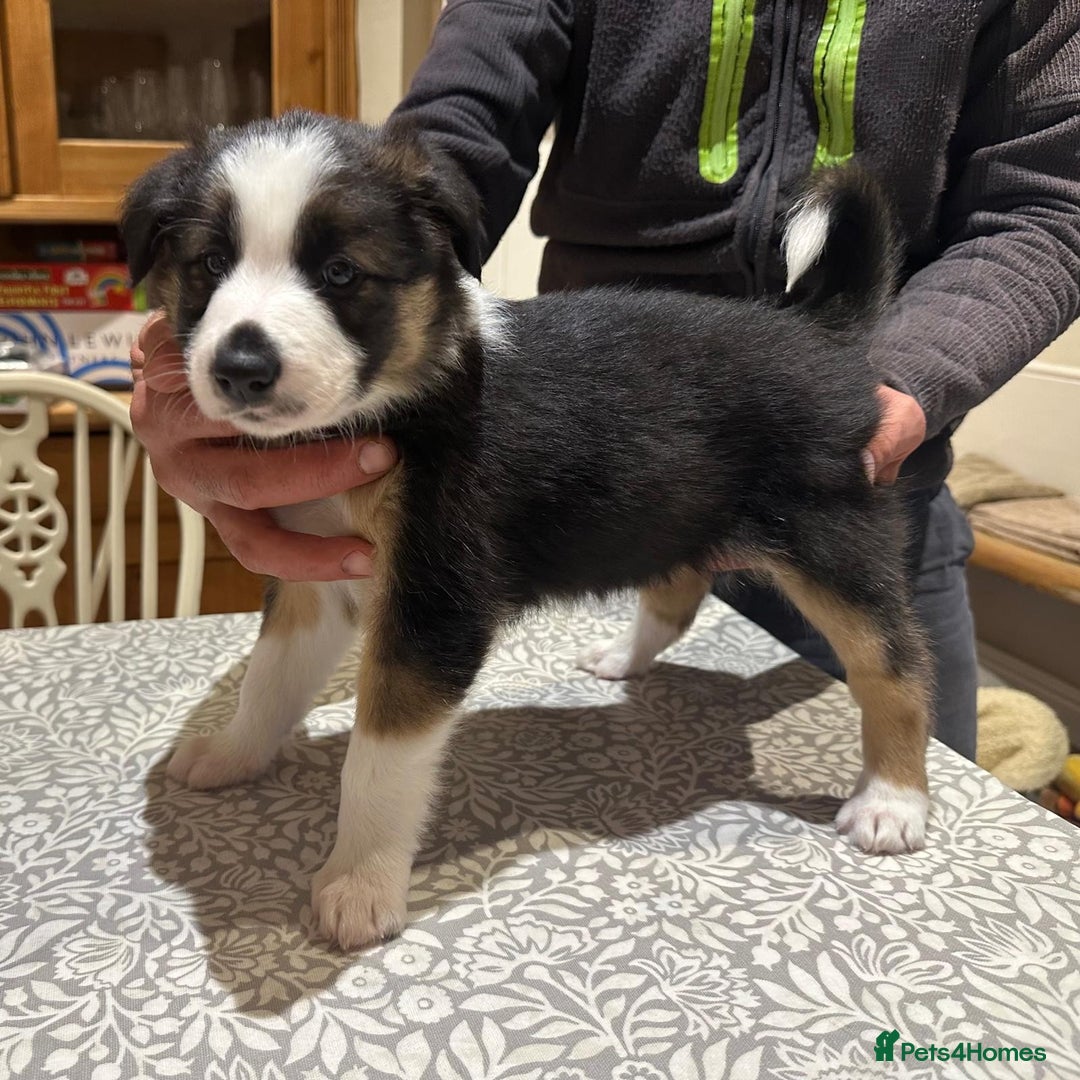 Border Collie dogs for sale: Adorable Border Collies for Sale - Advert 6