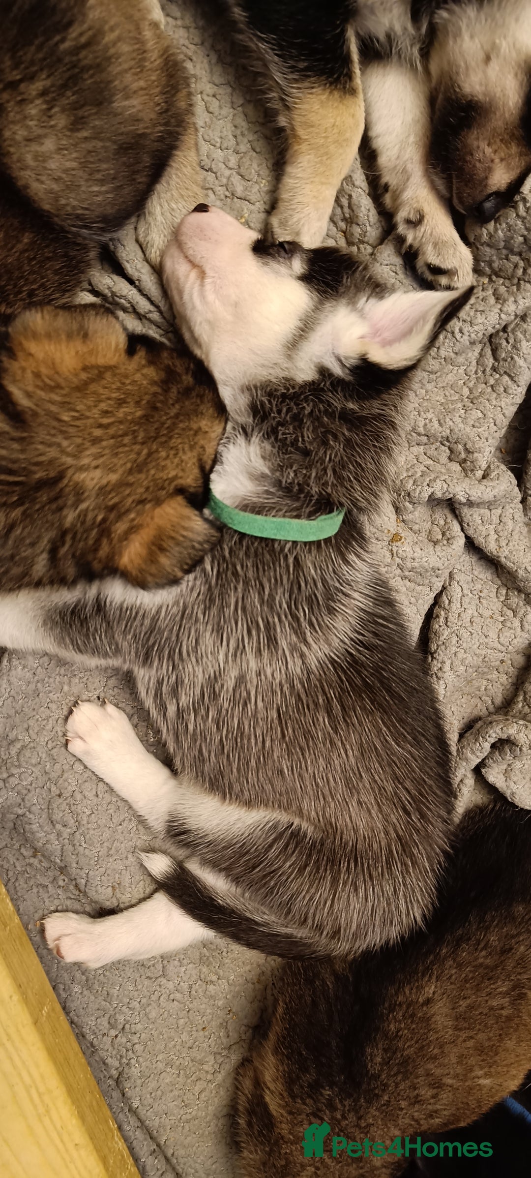 Shepsky dogs for sale: 9x Gorgeous Shepsky Puppies available 31/01 - Advert 25