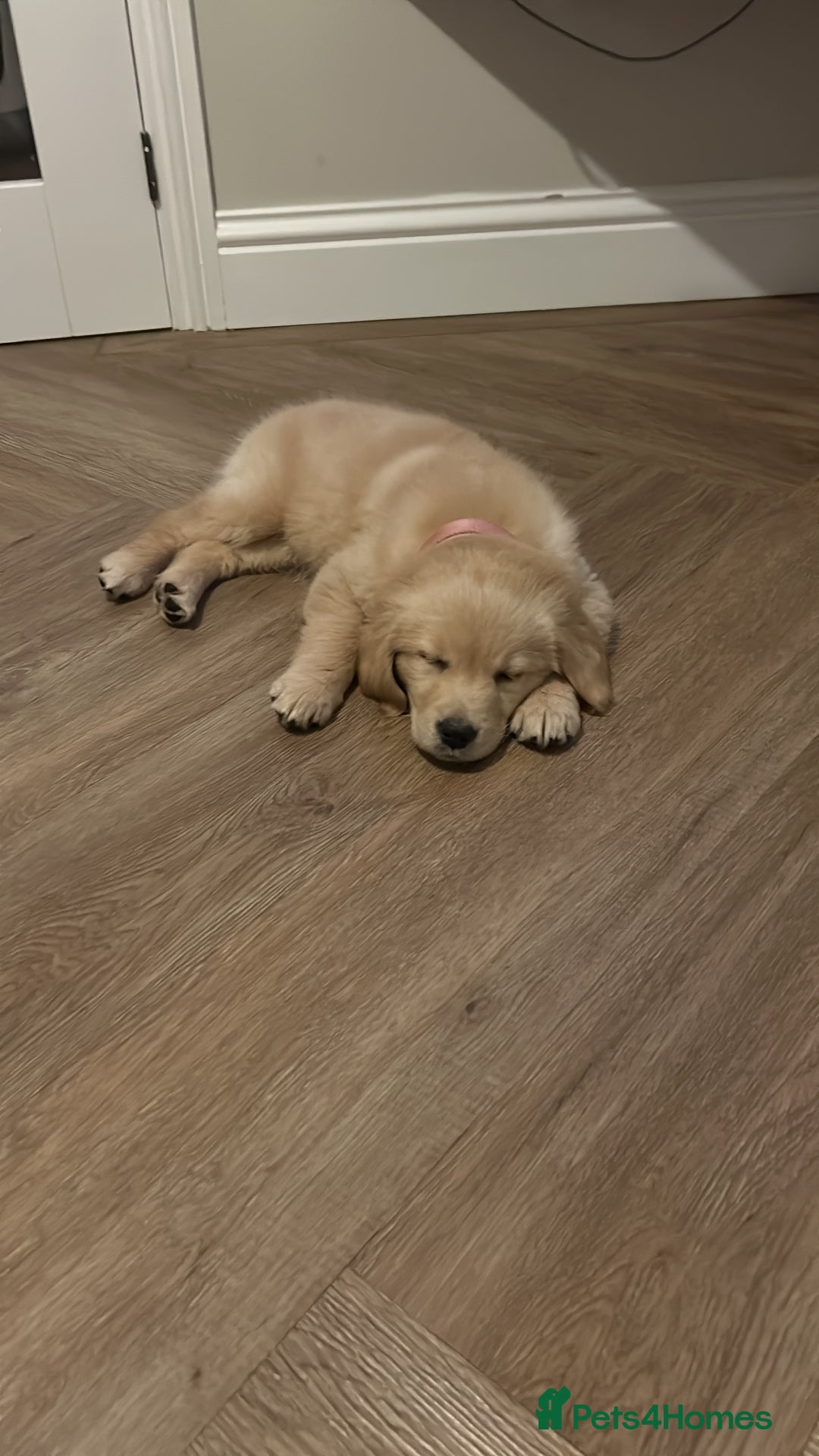 Golden Retriever dogs for sale: 15 week Golden Retriever Puppy - Advert 3