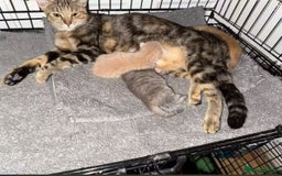 American Shorthair cats for sale: Cute kitten for sale - Image 5