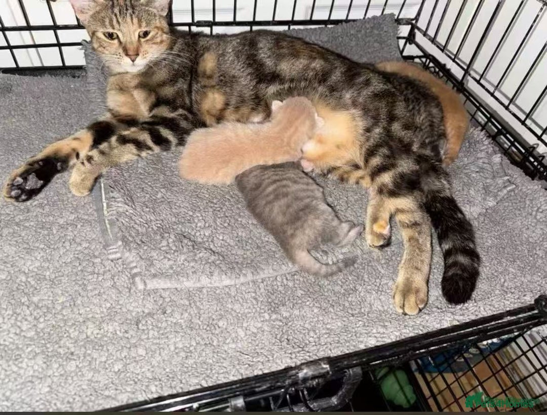 American Shorthair cats for sale: Cute kitten for sale - Image 5