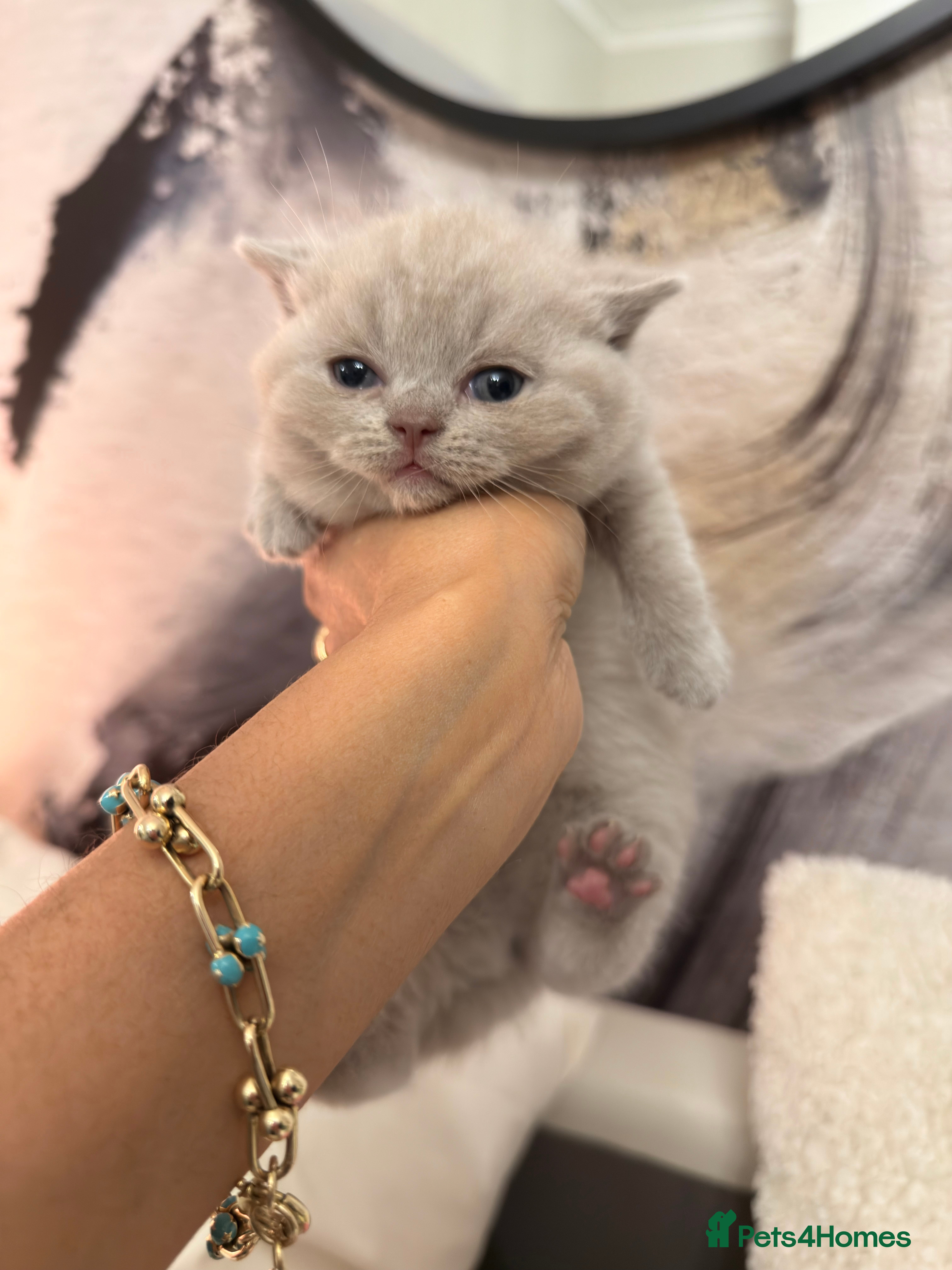 British Shorthair cats for sale: Cute British Shorthair Kittens – Pet Homes Only 💛 - Advert 4