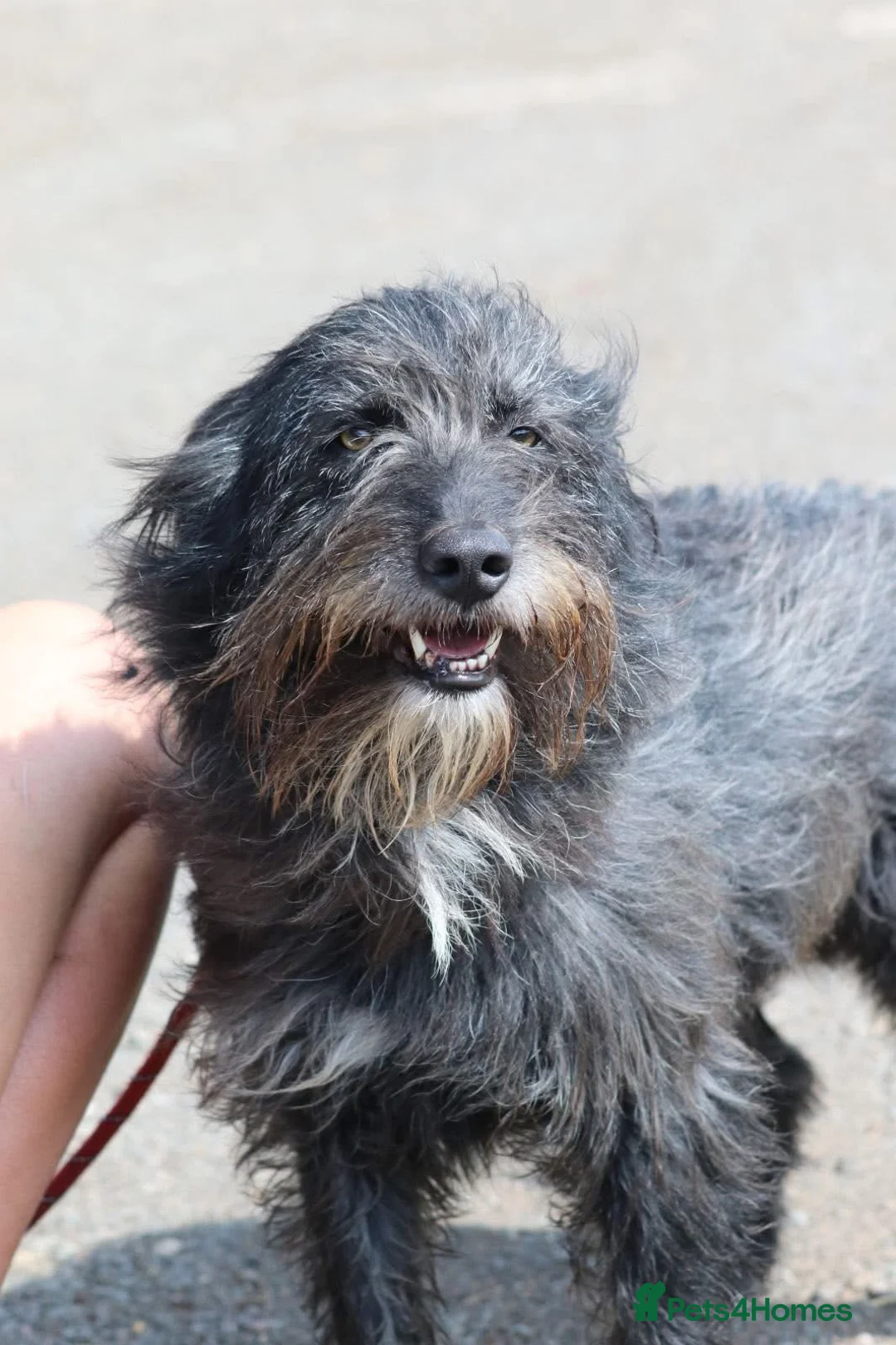 Mixed Breed dogs for adoption: Herbie 💚 Female-only home needed! - Advert 5