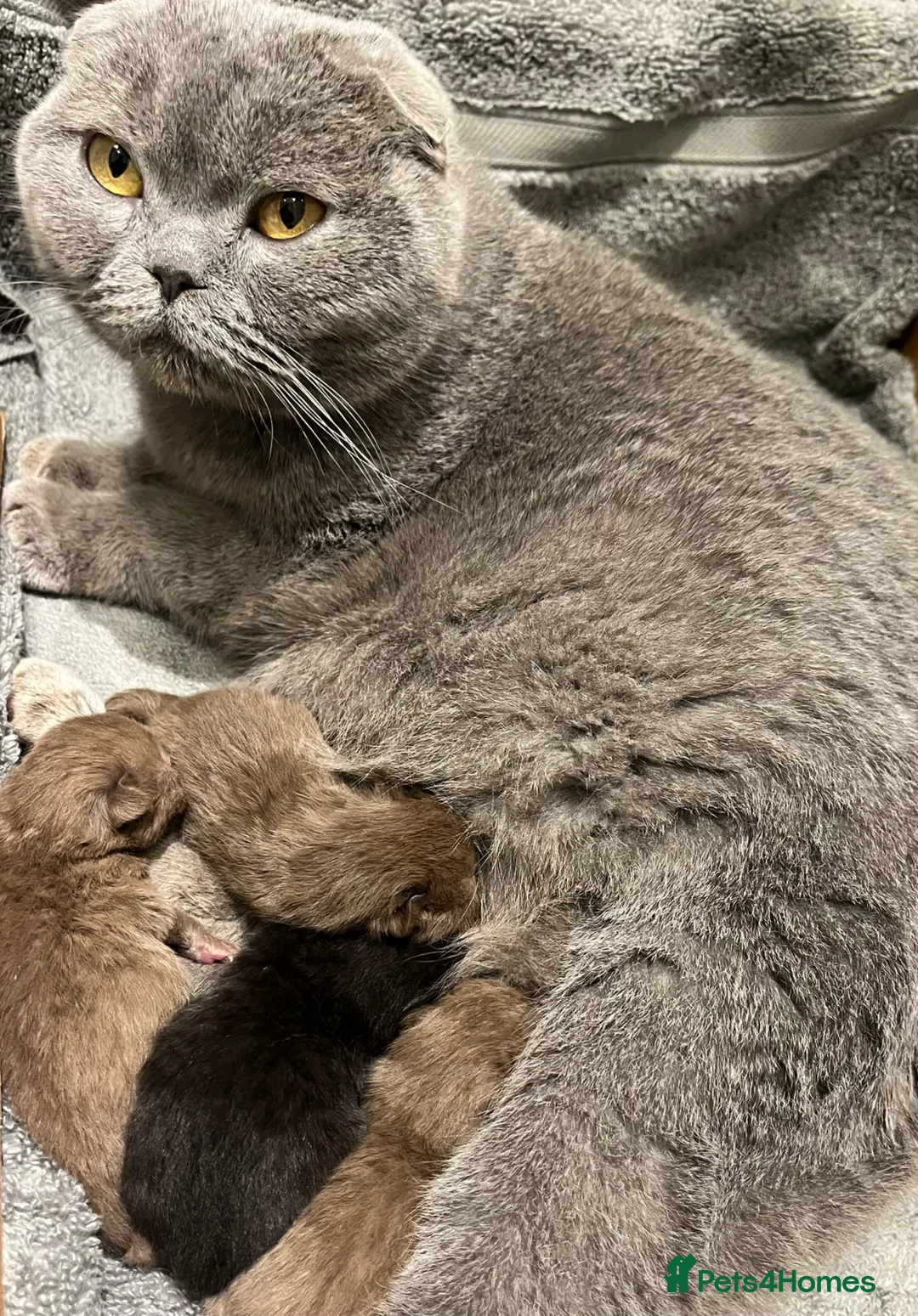 Scottish Fold cats for sale: Super Special Scottish fold babies - reg. pedigree - Advert 3