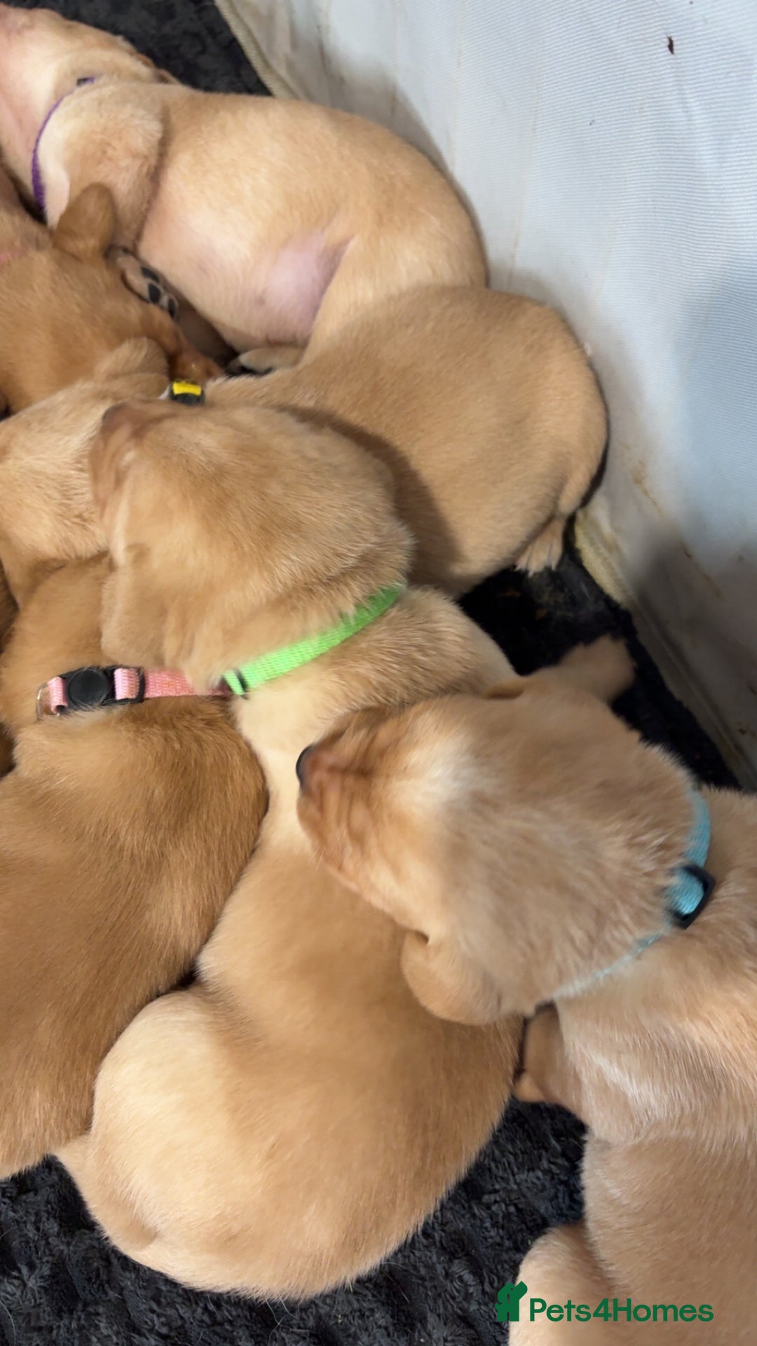 Labrador Retriever dogs for sale: Beautiful Labrador Pup - Advert 8