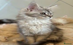 Maine Coon cats for sale: Maine coon female  - Image 6