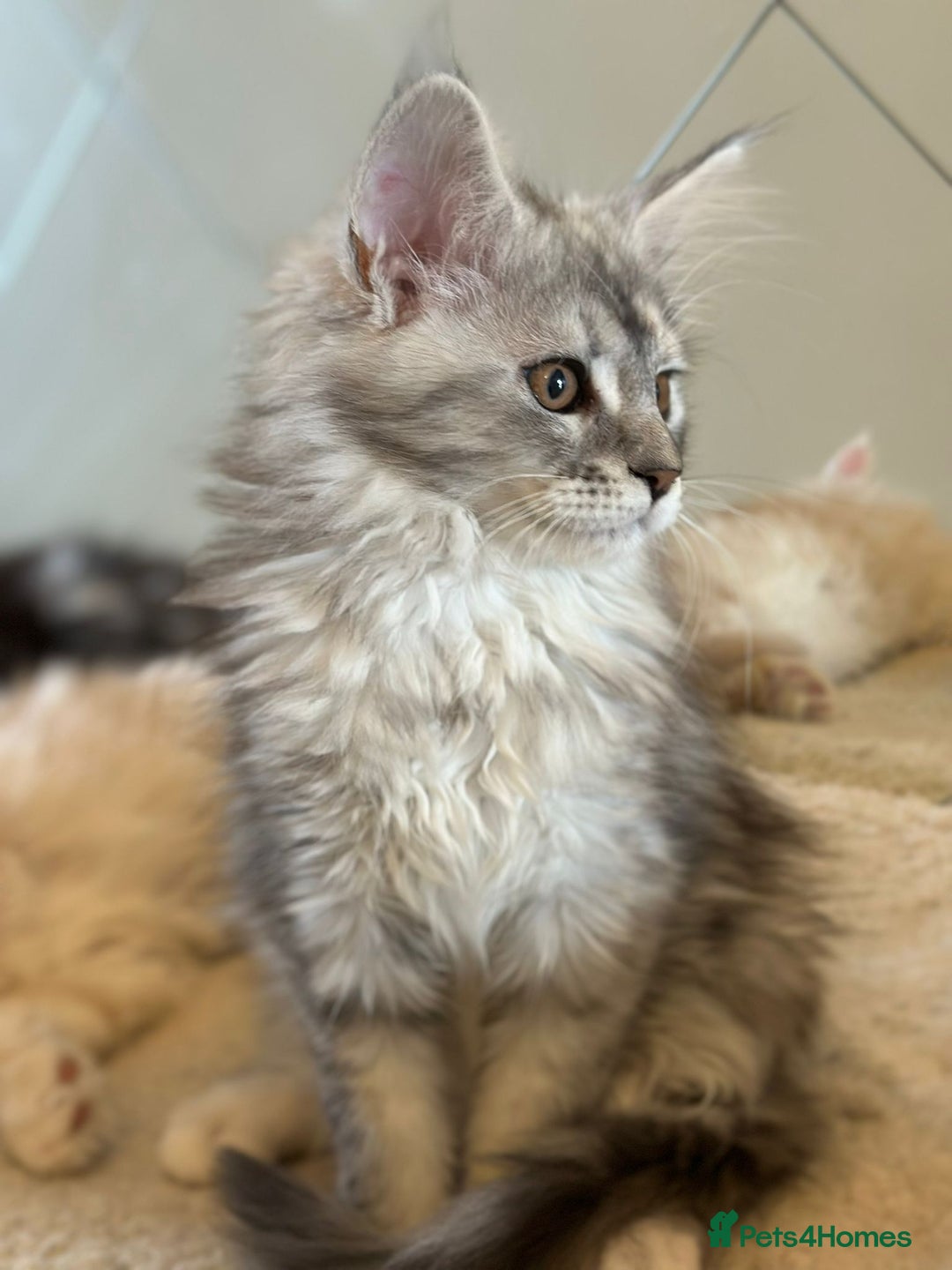 Maine Coon cats for sale: Maine coon female  - Image 6