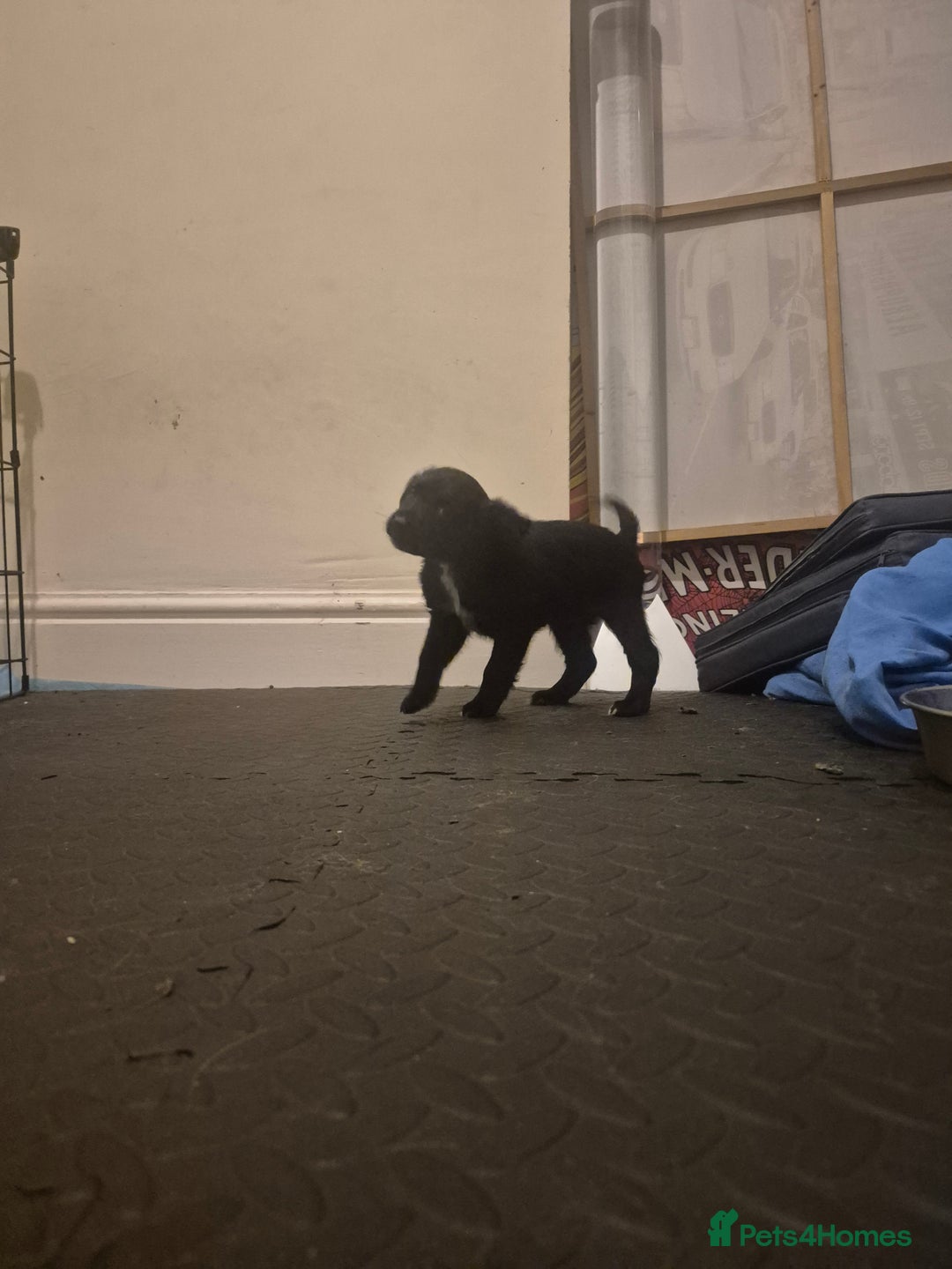 Mixed Breed dogs for sale: Mixed breed puppies for sale  - Advert 21