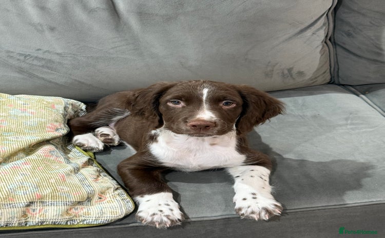 English Springer Spaniel dogs - Advert 1