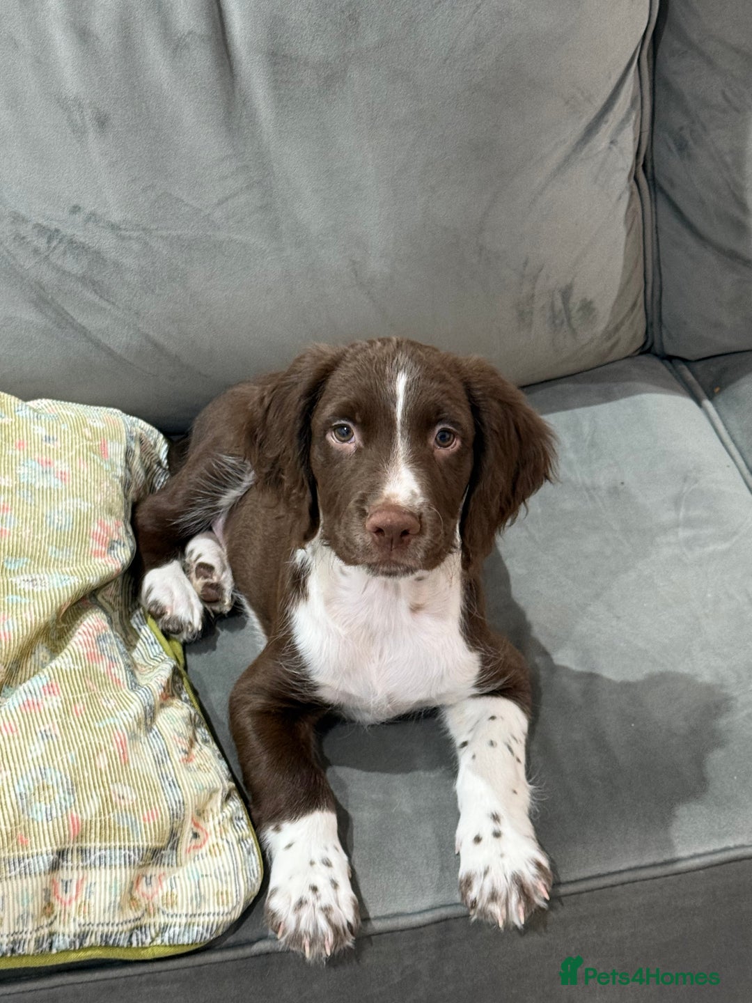English Springer Spaniel dogs for sale: English springer spaniel  - Image 1
