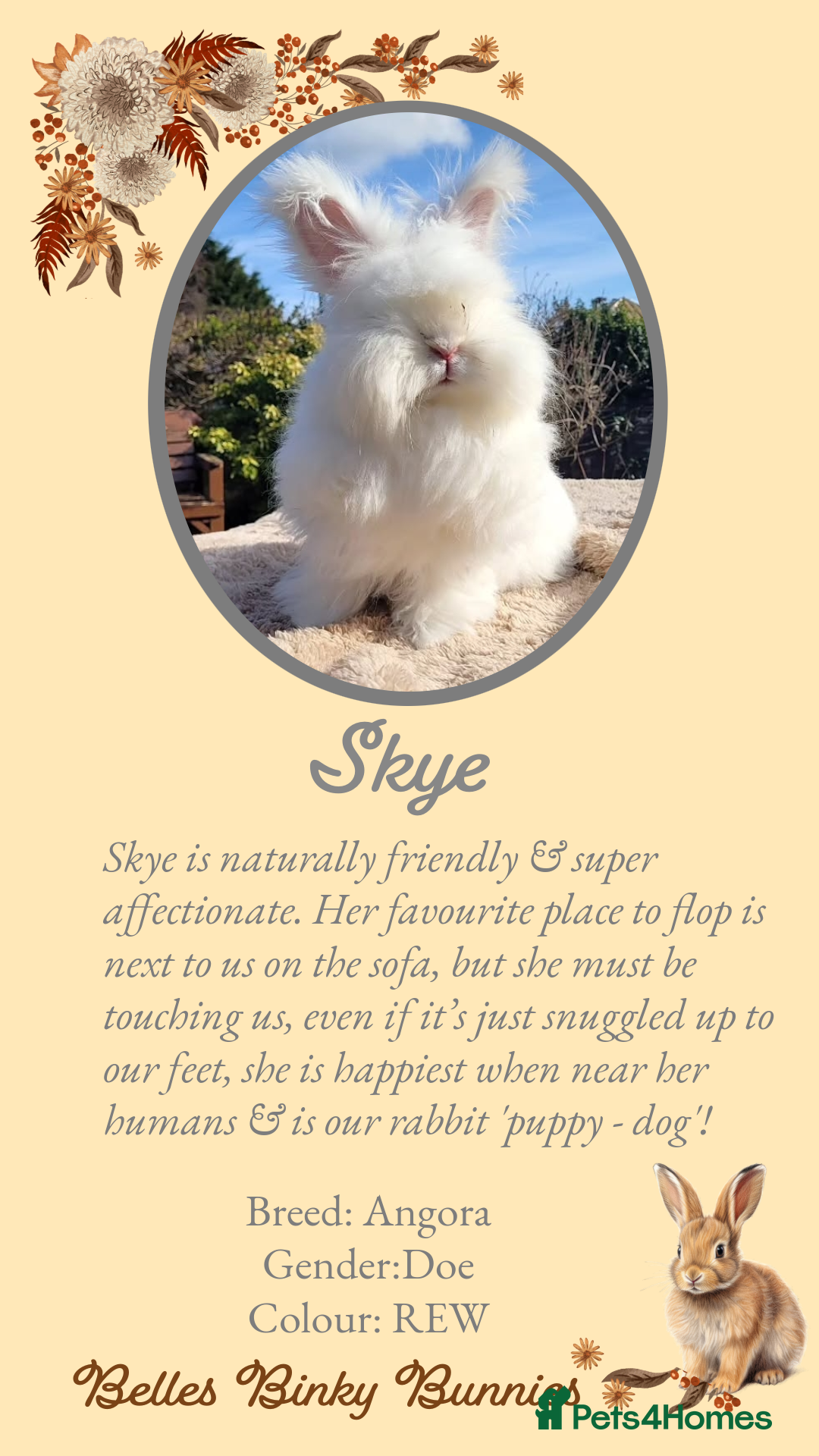 🧡 SOLD 🧡 Baby Angora 🧡 for sale in Sheffield Pets4Homes