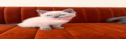 British Shorthair cats for sale:     Gorgeous Blue British Shorthair Kittens 💙💙🩷 - Advert 11
