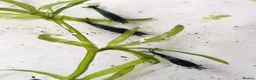 Shrimps fish for sale: Blue Velvet Cherry Shrimp – Live Blue Neocaridina  - Advert 2